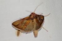 Plusia festucae