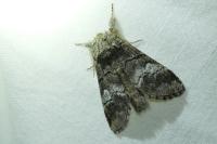 Drymonia querna
