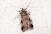 Acrobasis suavella