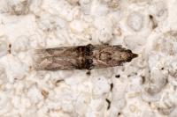 Nephopterix angustella