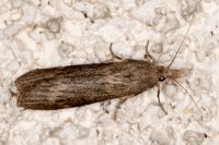 Lamoria anella