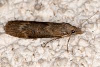 Lamoria anella