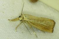 Agriphila straminella