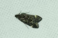 Dichomeris alacella