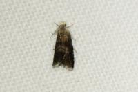 Strophedra weirana