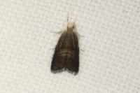 Strophedra weirana