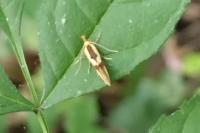 Harpella forficella