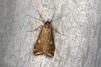 Loxostege sticticalis