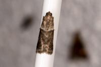 Acrobasis consociella