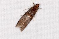 Acrobasis advenella
