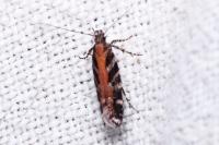 Aristotelia ericinella