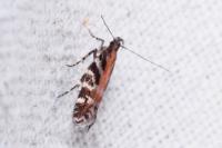 Aristotelia ericinella