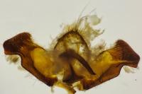 Rhyacionia buoliana