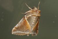 Habrosyne pyritoides