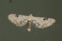 Eupithecia centaureata