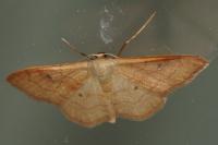 Idaea rubraria
