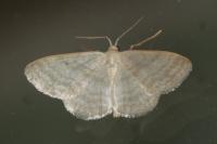 Idaea subsericeata