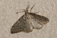 Tephronia sepiaria