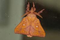 Odonestis pruni