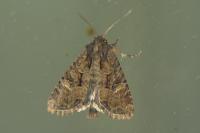Mesapamea secalella/secalis