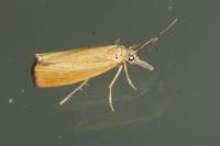 Agriphila straminella
