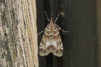 Eudonia mercurella