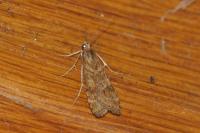 Nomophila noctuella