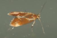 Metalampra italica