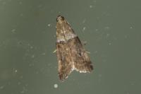 Acrobasis consociella