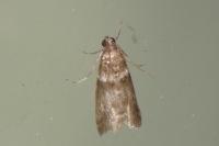 Acrobasis consociella