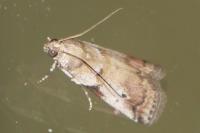 Acrobasis fallouella