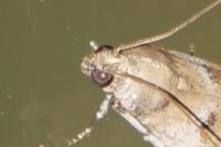 Acrobasis fallouella