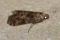 Phycita roborella