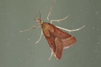 Synaphe punctalis