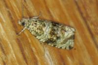 Celypha lacunana