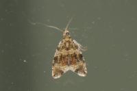 Celypha lacunana