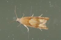 Eucosma conterminana