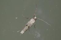 Yponomeuta plumbella