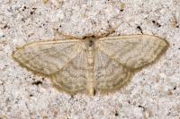 Idaea subsericeata