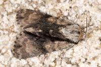 Acronicta alni