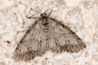 Tephronia sepiaria