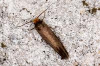 Cephimallota crassiflavella