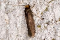 Cephimallota crassiflavella