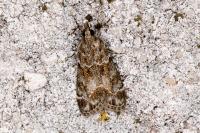 Eudonia mercurella