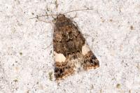 Tyta luctuosa