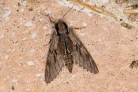 Hyloicus pinastri