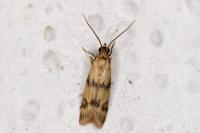 Homoeosoma sinuella