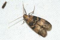 Euzophera pinguis