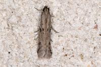 Phycitodes binaevella