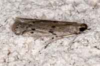 Phycitodes binaevella